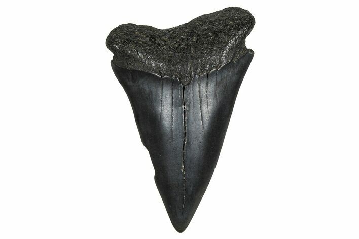 Fossil Broad-Toothed Mako Tooth - South Carolina #374787